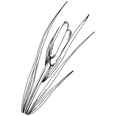 Sketch reeds leaves isolated, suitable for nature concept, summer and holiday. Black and white clip art isolated. Antique vintage engraving illustration for emblem. Herbal medicine.