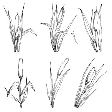 Sketch reeds leaves isolated, suitable for nature concept, summer and holiday. Black and white clip art isolated. Antique vintage engraving illustration for emblem. Herbal medicine.