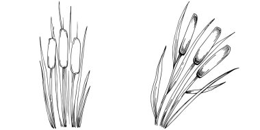 Sketch reeds leaves isolated, suitable for nature concept, summer and holiday. Black and white clip art isolated. Antique vintage engraving illustration for emblem. Herbal medicine.