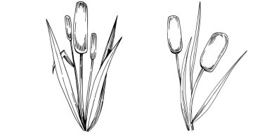 Sketch reeds leaves isolated, suitable for nature concept, summer and holiday. Black and white clip art isolated. Antique vintage engraving illustration for emblem. Herbal medicine.