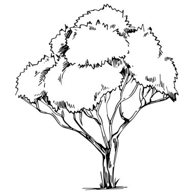 Detailed tree sketch hand draw silhouettes. Black and white nature illustration element.