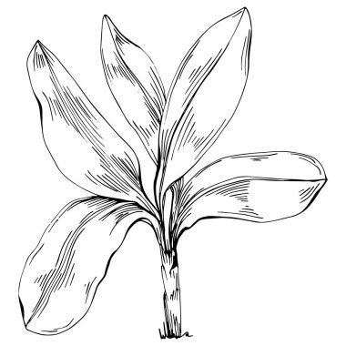 Detailed tree sketch hand draw silhouettes. Black and white nature illustration element.