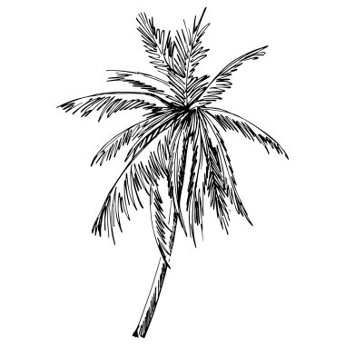 Detailed tree sketch hand draw silhouettes. Black and white nature illustration element.