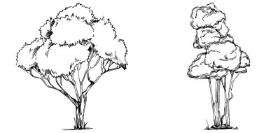 Detailed tree sketch hand draw silhouettes. Black and white nature illustration element.