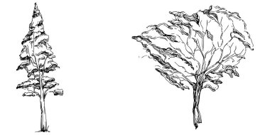 Detailed tree sketch hand draw silhouettes. Black and white nature illustration element.