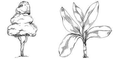 Detailed tree sketch hand draw silhouettes. Black and white nature illustration element.