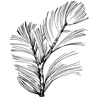 Wildflower fir-needle tree pattern in a one line style. Outline of the plant: Black and white engraved ink art needle. Sketch wild flower for background, texture, wrapper pattern, frame or border.