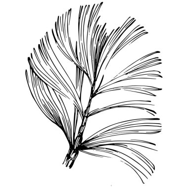 Wildflower fir-needle tree pattern in a one line style. Outline of the plant: Black and white engraved ink art needle. Sketch wild flower for background, texture, wrapper pattern, frame or border.