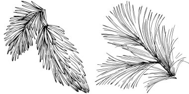Wildflower fir-needle tree pattern in a one line style. Outline of the plant: Black and white engraved ink art needle. Sketch wild flower for background, texture, wrapper pattern, frame or border.