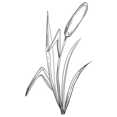 Sketch reeds leaves isolated, suitable for nature concept, summer and holiday. Black and white clip art isolated. Antique vintage engraving illustration for emblem. Herbal medicine.