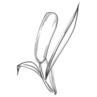 Sketch reeds leaves isolated, suitable for nature concept, summer and holiday. Black and white clip art isolated. Antique vintage engraving illustration for emblem. Herbal medicine.