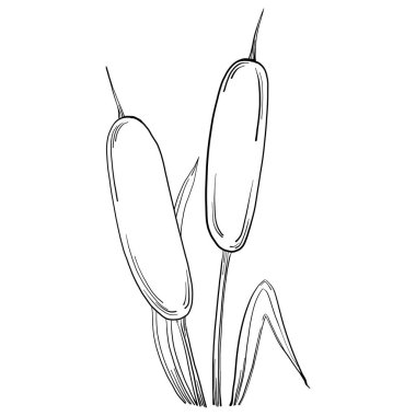 Sketch reeds leaves isolated, suitable for nature concept, summer and holiday. Black and white clip art isolated. Antique vintage engraving illustration for emblem. Herbal medicine.