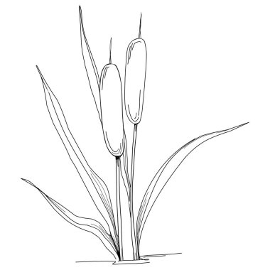 Sketch reeds leaves isolated, suitable for nature concept, summer and holiday. Black and white clip art isolated. Antique vintage engraving illustration for emblem. Herbal medicine.