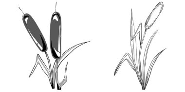 Sketch reeds leaves isolated, suitable for nature concept, summer and holiday. Black and white clip art isolated. Antique vintage engraving illustration for emblem. Herbal medicine.