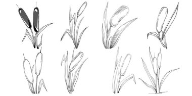 Sketch reeds leaves isolated, suitable for nature concept, summer and holiday. Black and white clip art isolated. Antique vintage engraving illustration for emblem. Herbal medicine.