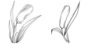 Sketch reeds leaves isolated, suitable for nature concept, summer and holiday. Black and white clip art isolated. Antique vintage engraving illustration for emblem. Herbal medicine.