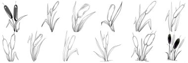 Sketch reeds leaves isolated, suitable for nature concept, summer and holiday. Black and white clip art isolated. Antique vintage engraving illustration for emblem. Herbal medicine.