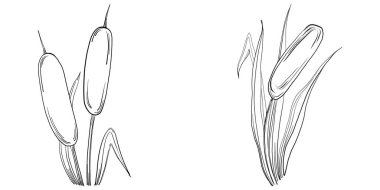 Sketch reeds leaves isolated, suitable for nature concept, summer and holiday. Black and white clip art isolated. Antique vintage engraving illustration for emblem. Herbal medicine.