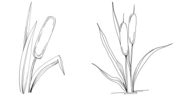 Sketch reeds leaves isolated, suitable for nature concept, summer and holiday. Black and white clip art isolated. Antique vintage engraving illustration for emblem. Herbal medicine.