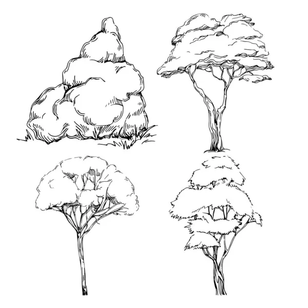 Detailed Tree Sketch Hand Draw Silhouettes Black White Nature Illustration - Stok Vektor