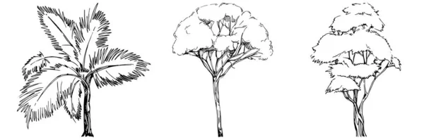 Desenho Árvore Detalhada Mão Desenhar Silhuetas Elemento Ilustração Preto Branco — Vetor de Stock