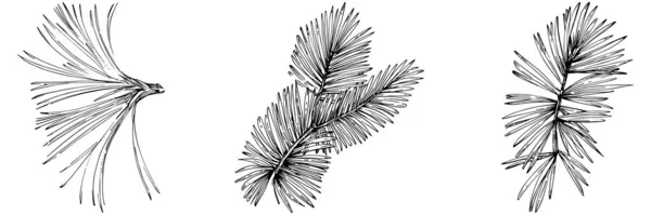 Wildflower Fir Needle Tree Pattern One Line Style Outline Plant — стоковый вектор
