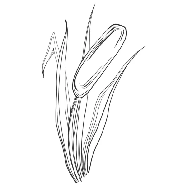 Sketch Reed Plant Isolated White Background Stock Vector by ...