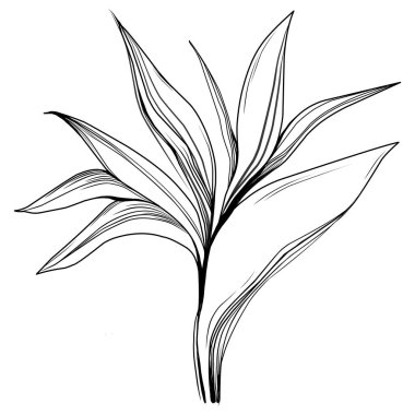 Tropical tree with leaves, black silhouettes isolated on white background. Vector