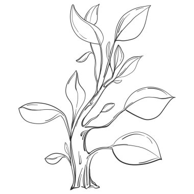 Tropical tree with leaves, black silhouettes isolated on white background. Vector