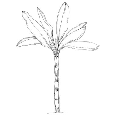 Tropical tree with leaves, black silhouettes isolated on white background. Vector