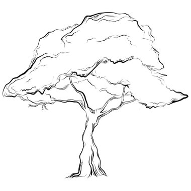 Tropical tree with leaves, black silhouettes isolated on white background. Vector