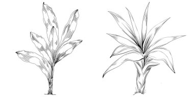 Tropical tree with leaves, black silhouettes isolated on white background. Vector