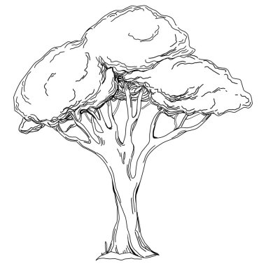 Tropical tree with leaves, black silhouettes isolated on white background. Vector