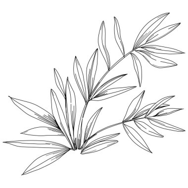 Tropical tree with leaves, black silhouettes isolated on white background. Vector