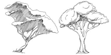 Tropical tree with leaves, black silhouettes isolated on white background. Vector