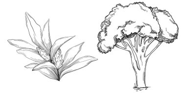 Tropical tree with leaves, black silhouettes isolated on white background. Vector