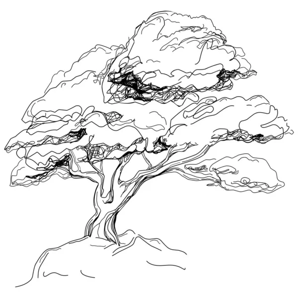Тропическое Дерево Листьями Черные Силуэты Изолированы Белом Фоне Вектор — стоковый вектор