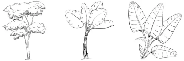 Tropický Strom Listy Černé Siluety Izolované Bílém Pozadí Vektor — Stockový vektor