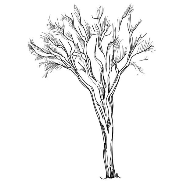 Tropikalne Drzewo Liśćmi Czarne Sylwetki Odizolowane Białym Tle Wektor — Wektor stockowy