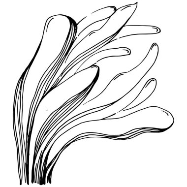 Elle çizilmiş mercanlar beyaza izole edilmiş. Çizim