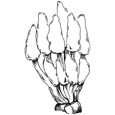 Elle çizilmiş mercanlar beyaza izole edilmiş. Çizim