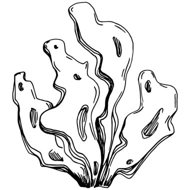 Elle çizilmiş mercanlar beyaza izole edilmiş. Çizim