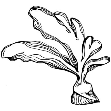 Elle çizilmiş mercanlar beyaza izole edilmiş. Çizim