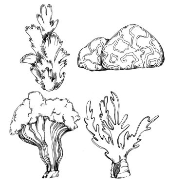 Elle çizilmiş mercanlar beyaza izole edilmiş. Çizim