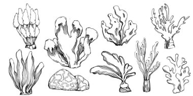 Elle çizilmiş mercanlar beyaza izole edilmiş. Çizim