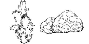 Elle çizilmiş mercanlar beyaza izole edilmiş. Çizim