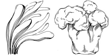 Elle çizilmiş mercanlar beyaza izole edilmiş. Çizim