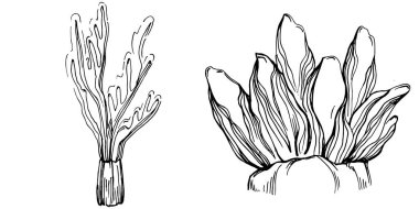 Elle çizilmiş mercanlar beyaza izole edilmiş. Çizim