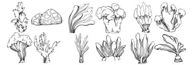 Elle çizilmiş mercanlar beyaza izole edilmiş. Çizim