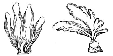 Elle çizilmiş mercanlar beyaza izole edilmiş. Çizim